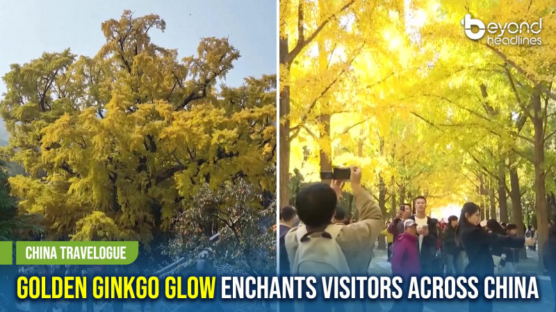 [China Travelogue] Golden Ginkgo Glow Enchants Visitors Across China