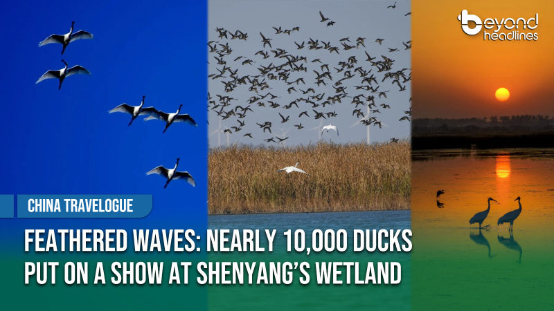 [China Travelogue] Feathered Waves: Nearly 10,000 Ducks Put on a Show at Shenyang’s Wetland