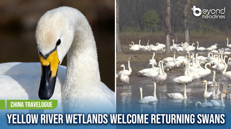 [China Travelogue] Yellow River Wetlands Welcome Returning Swans
