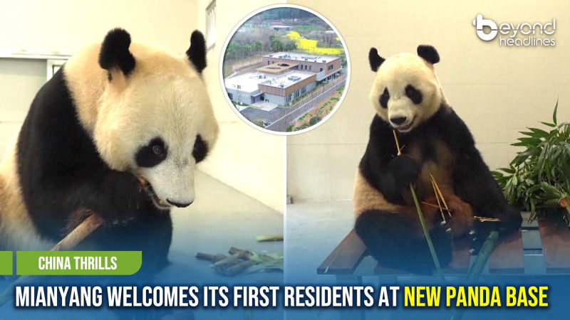 [China Thrills] Mianyang Welcomes Its First Residents at New Panda Base