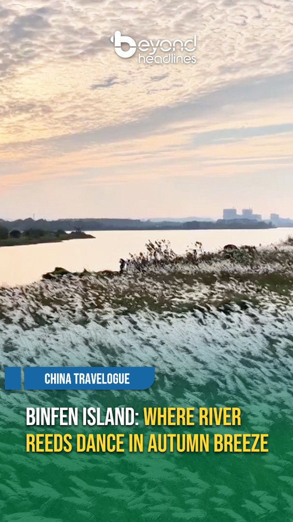 [China Travelogue] Binfen Island: Where River Reeds Dance in Autumn Breeze