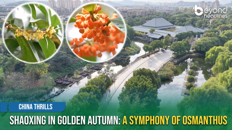 [China Thrills] Shaoxing in Golden Autumn: A Symphony of Osmanthus