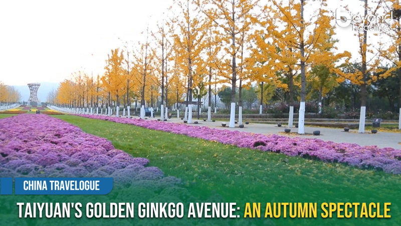 [China Travelogue] Taiyuan's Golden Ginkgo Avenue: An Autumn Spectacle