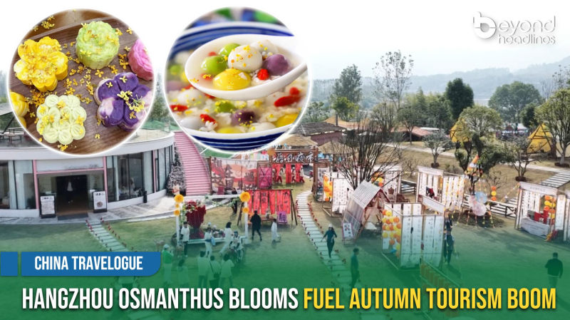 [China Travelogue] Hangzhou Osmanthus Blooms Fuel Autumn Tourism Boom