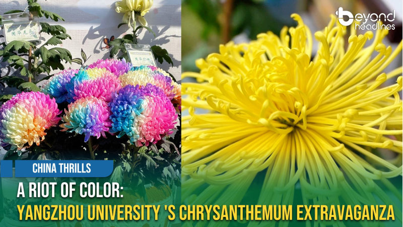 [China Thrills] A Riot of Color: Yangzhou University's Chrysanthemum Extravaganza
