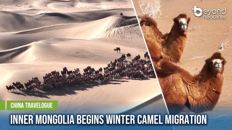 [China Travelogue] Inner Mongolia Begins Winter Camel Migration