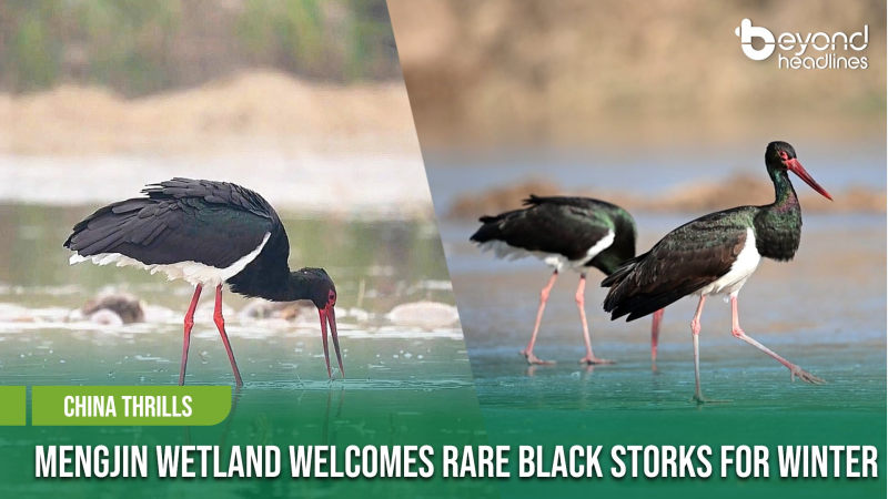 [China Thrills] Mengjin Wetland Welcomes Rare Black Storks for Winter