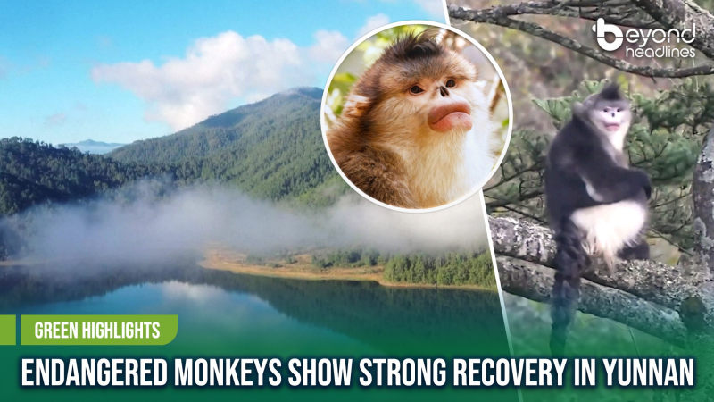 [Green Highlights] Endangered Monkeys Show Strong Recovery in Yunnan