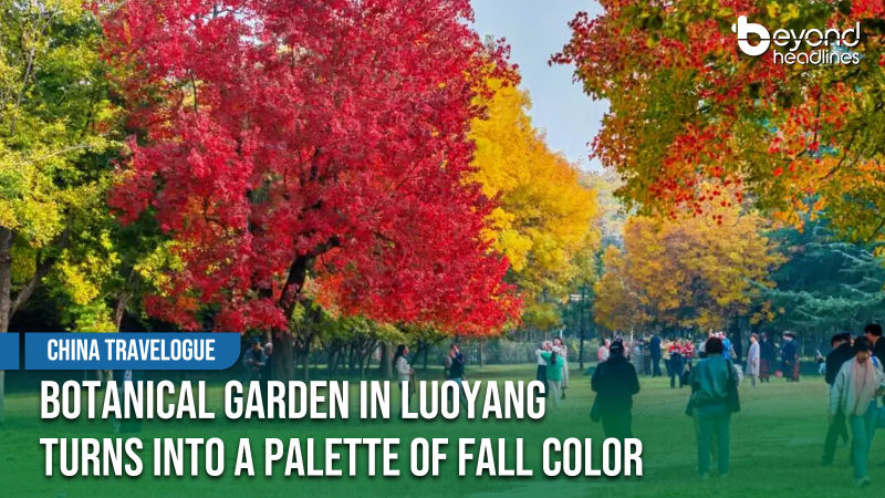 [China Travelogue] Botanical Garden in Luoyang Turns Into a Palette of Fall Color