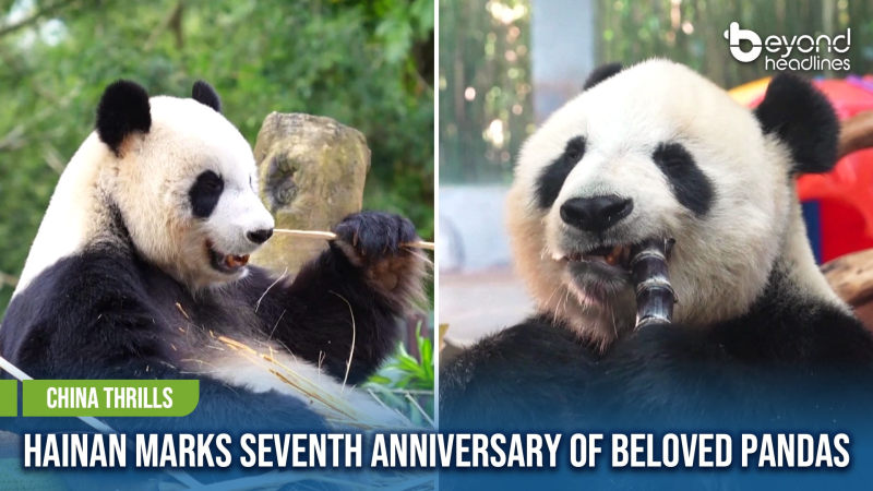 [China Thrills] Hainan Marks Seventh Anniversary of Beloved Pandas