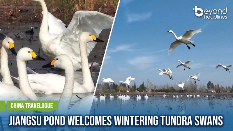 [China Travelogue] Jiangsu Pond Welcomes Wintering Tundra Swans