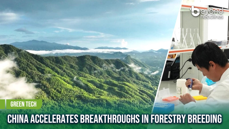 [Green Tech] China Accelerates Breakthroughs in Forestry Breeding
