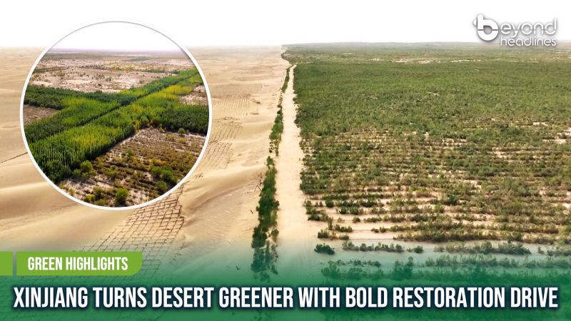 [Green Highlights] Xinjiang Turns Desert Greener with Bold Restoration Drive