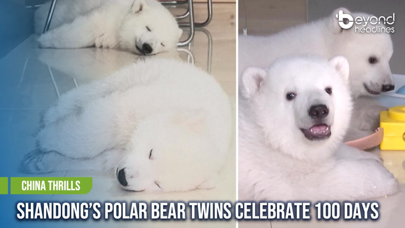 [China Thrills] Shandong’s Polar Bear Twins Celebrate 100 Days
