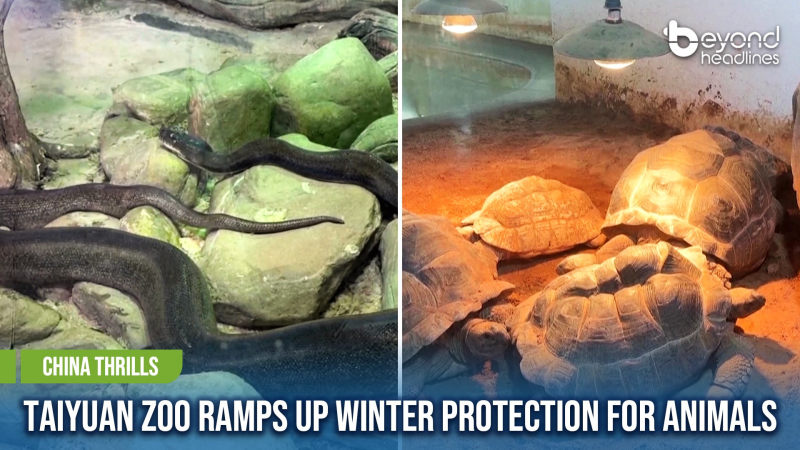 [China Thrills] Taiyuan Zoo Ramps Up Winter Protection for Animals