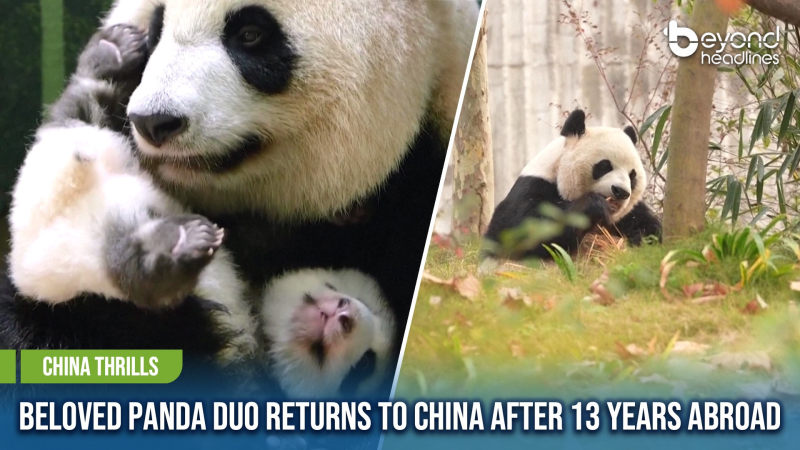 [China Thrills] Beloved Panda Duo Returns to China After 13 Years Abroad