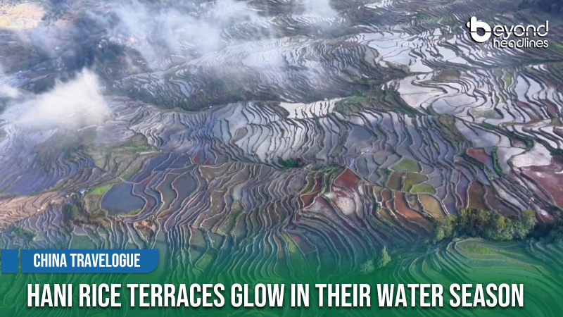 [China Travelogue] Hani Rice Terraces Glow in Their Water Season