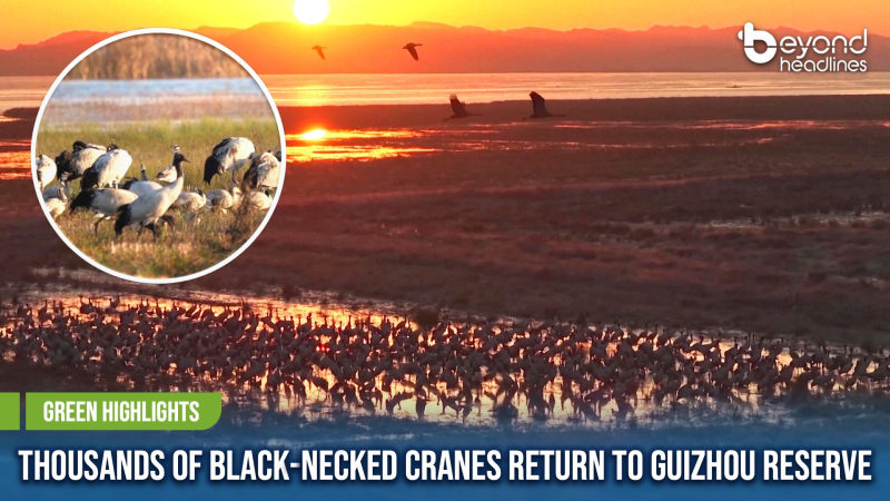 [Green Highlights] Thousands of Black-Necked Cranes Return to Guizhou Reserve
