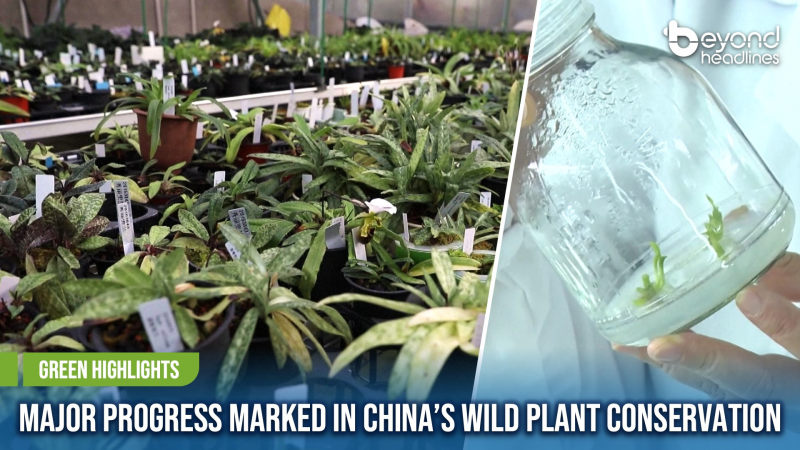 [Green Highlights] Major Progress Marked in China’s Wild Plant Conservation