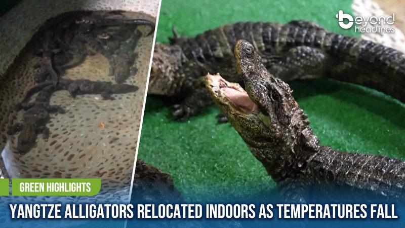 [Green Highlights] Yangtze Alligators Relocated Indoors As Temperatures Fall