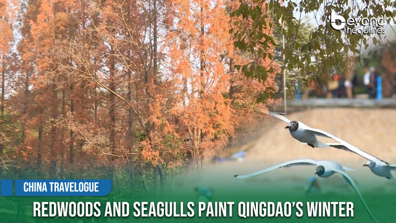 [China Travelogue] Redwoods and Seagulls Paint Qingdao’s Winter