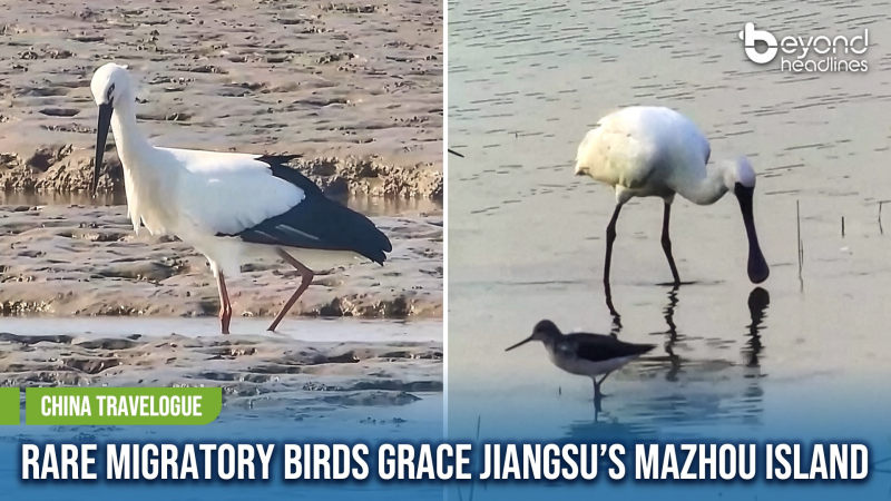 [China Travelogue] Rare Migratory Birds Grace Jiangsu’s Mazhou Island
