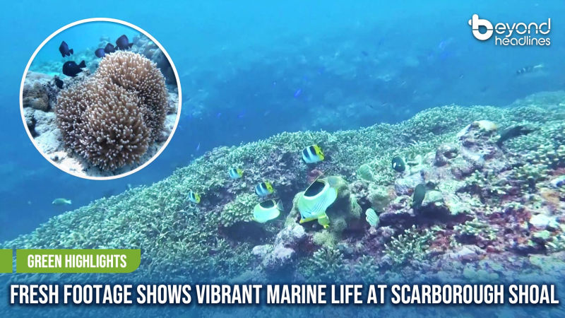 [Green Highlights] Fresh Footage Shows Vibrant Marine Life at Scarborough Shoal