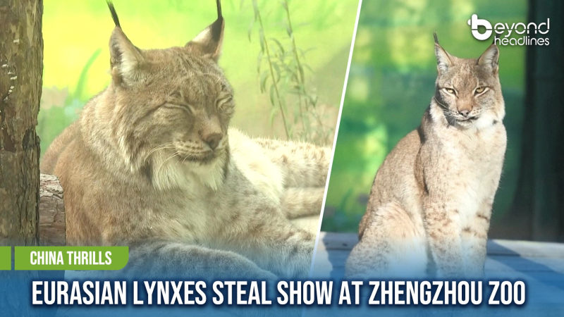 [China Thrills] Eurasian Lynxes Steal Show at Zhengzhou Zoo