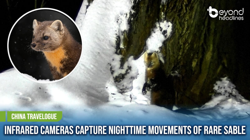 [China Travelogue] Infrared Cameras Capture Nighttime Movements of Rare Sable
