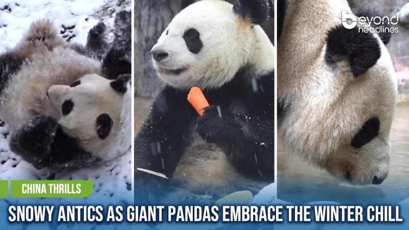 [China Thrills] Snowy Antics as Giant Pandas Embrace the Winter Chill