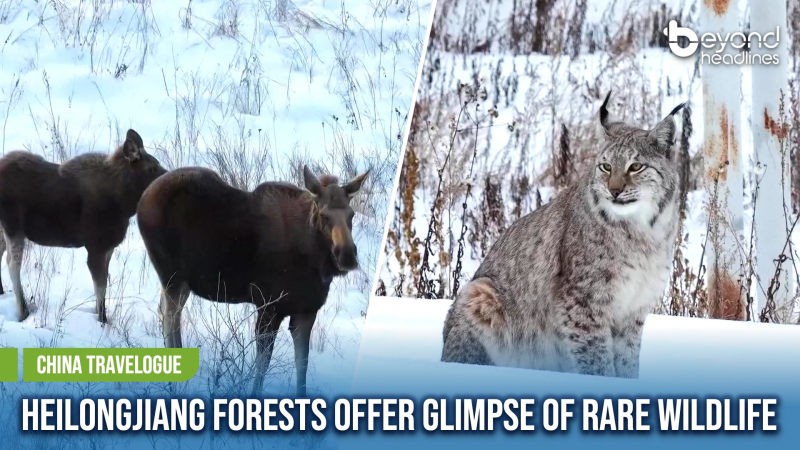 [China Travelogue] Heilongjiang Forests Offer Glimpse of Rare Wildlife
