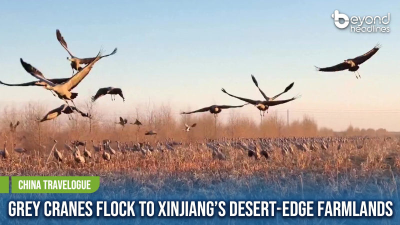 [China Travelogue] Grey Cranes Flock to Xinjiang’s Desert-Edge Farmlands