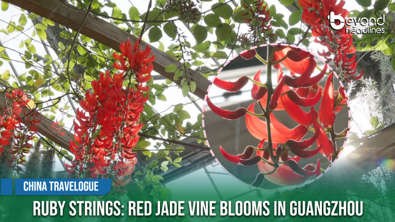 [China Travelogue] Ruby Strings: Red Jade Vine Blooms in Guangzhou