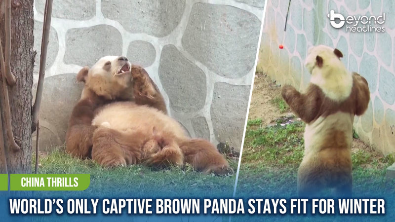 [China Thrills] World’s Only Captive Brown Panda Stays Fit for Winter