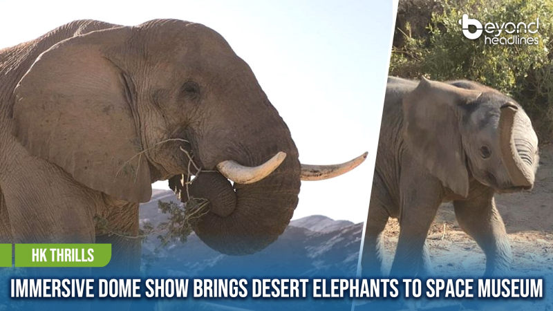 [HK Thrills] Immersive Dome Show Brings Desert Elephants to Space Museum