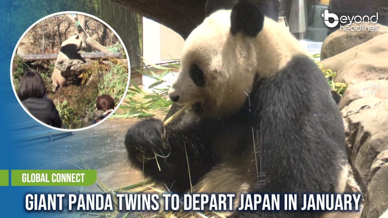 [Global Connect] Giant Panda Twins to Depart Japan in January
