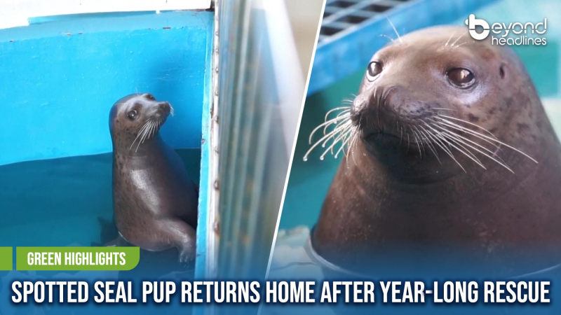 [Green Highlights] Spotted Seal Pup Returns Home After Year-Long Rescue