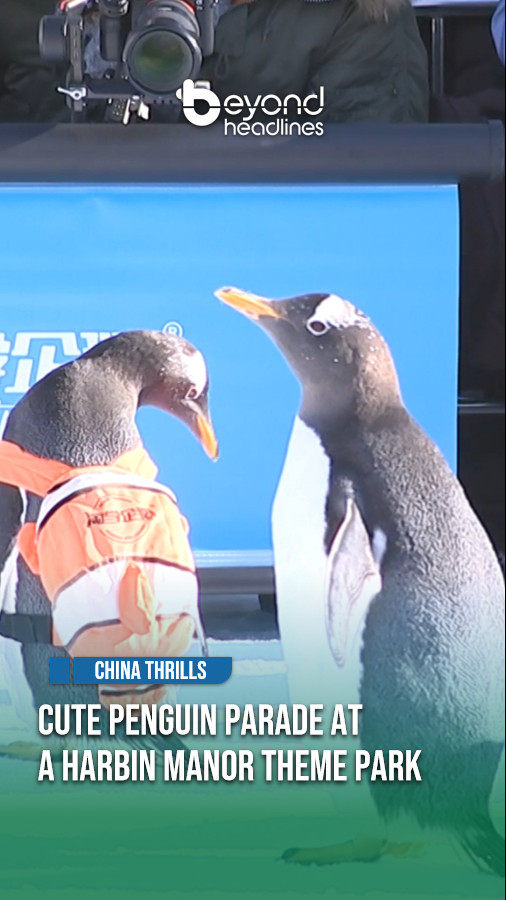 [China Thrills] Cute Penguin Parade at a Harbin Manor Theme Park