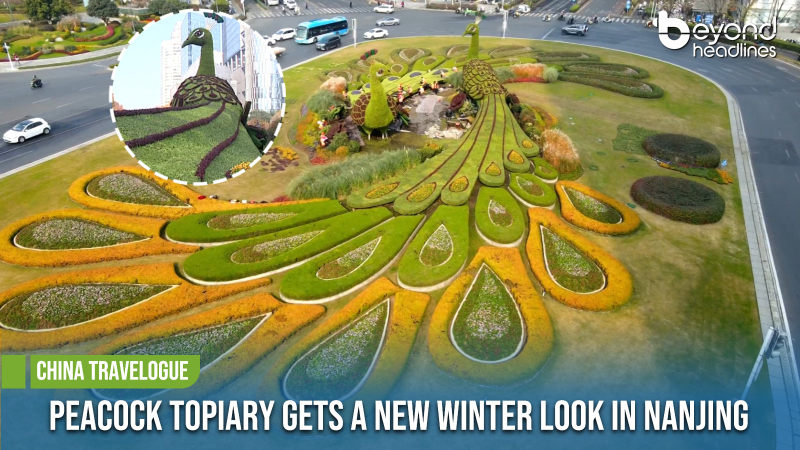 [China Travelogue] Peacock Topiary Gets a New Winter Look in Nanjing