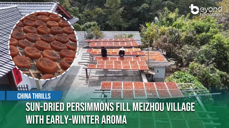 [China Thrills] Sun-Dried Persimmons Fill Meizhou Village with Early-Winter Aroma