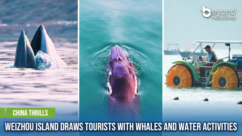 [China Thrills] Weizhou Island Draws Tourists with Whales and Water Activities