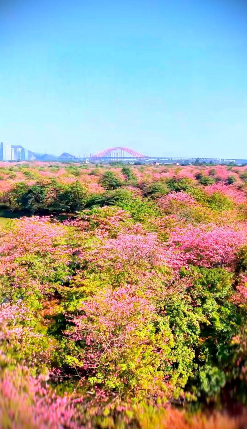 [China Travelogue] Nansha’s Winter Colours