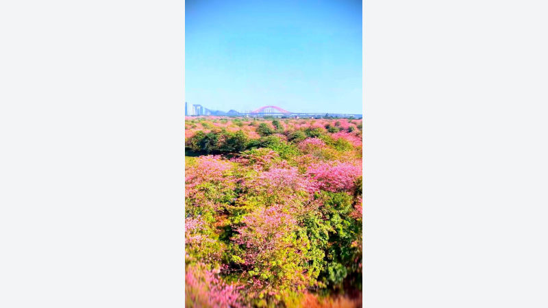 [China Travelogue] Nansha’s Winter Colours