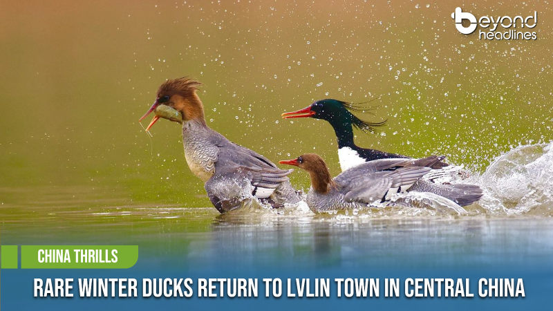 [China Thrills] Rare Winter Ducks Return to Lvlin Town in Central China