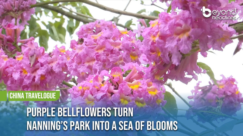 [China Travelogue] Purple Bellflowers Turn Nanning’s Park into a Sea of Blooms