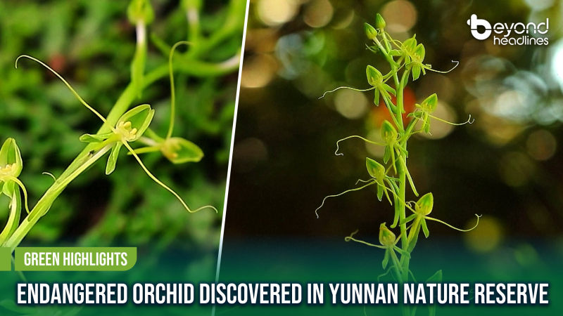 [Green Highlights] Endangered Orchid Discovered in Yunnan Nature Reserve