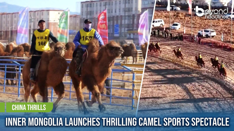 [China Thrills] Inner Mongolia Launches Thrilling Camel Sports Spectacle