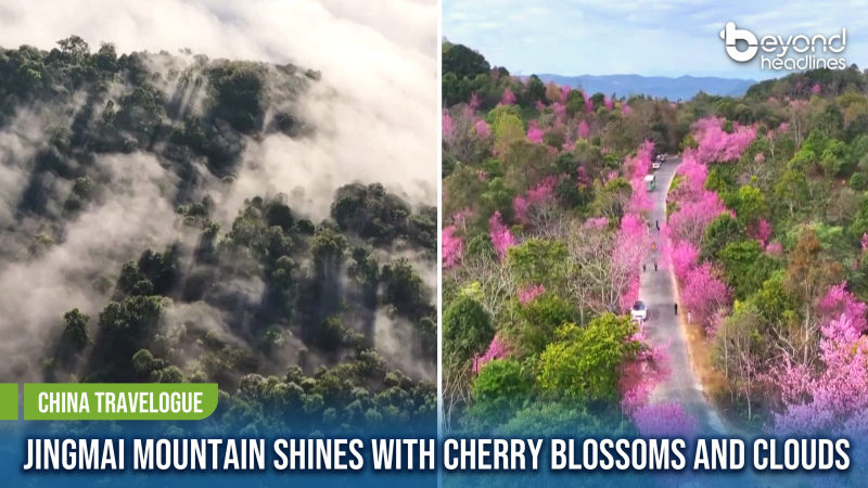 [China Travelogue] Jingmai Mountain Shines with Cherry Blossoms and Clouds
