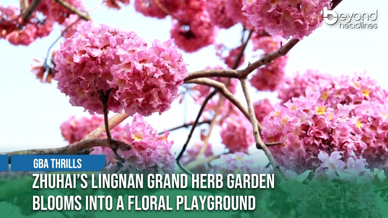 [GBA Thrills] Zhuhai’s Lingnan Grand Herb Garden Blooms into a Floral Playground