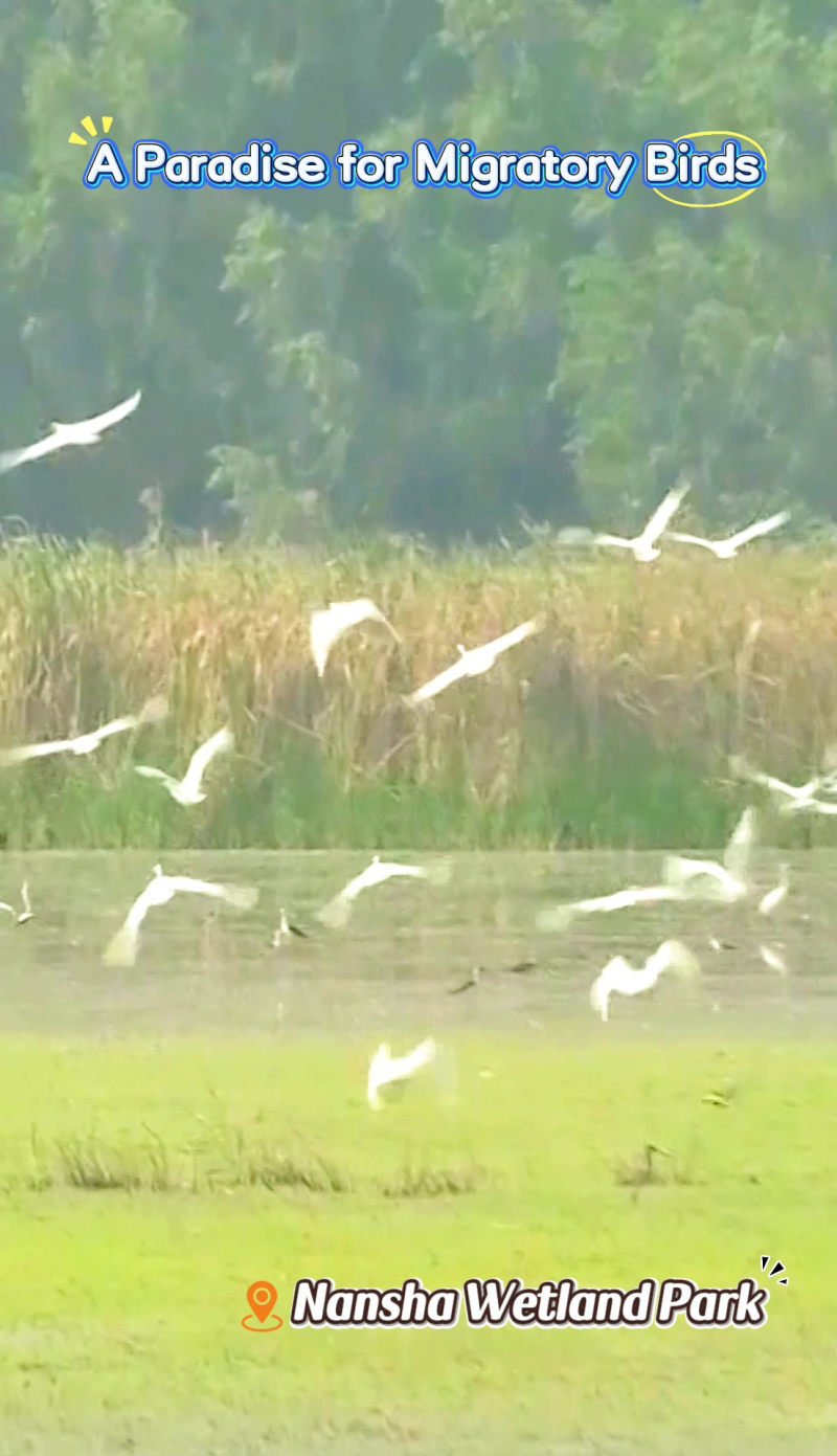 [China Travelogue] Nansha Wetland: A Haven for Migratory Wings